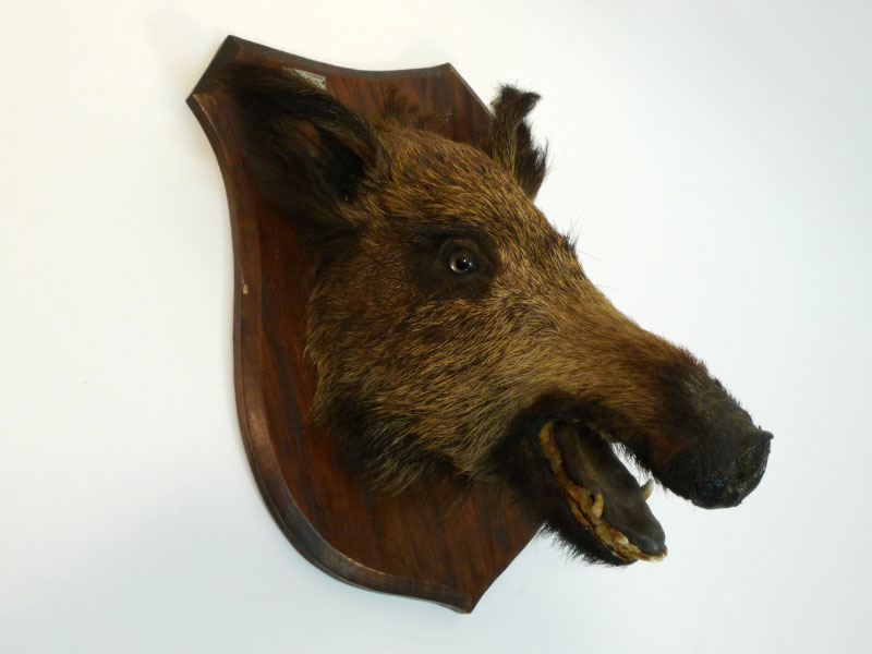 cabeza jabali base madera 50x33x37 (55eu.) 1u